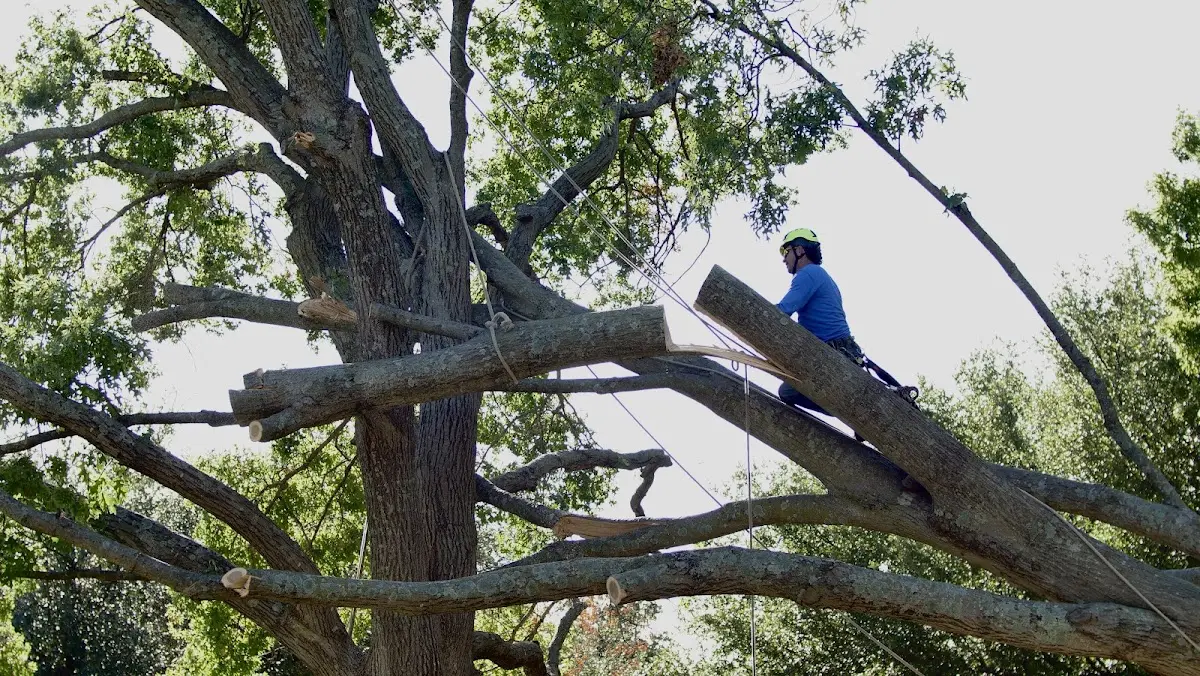 Professional Crown Thinning performed by certified arborists in Blue Ridge