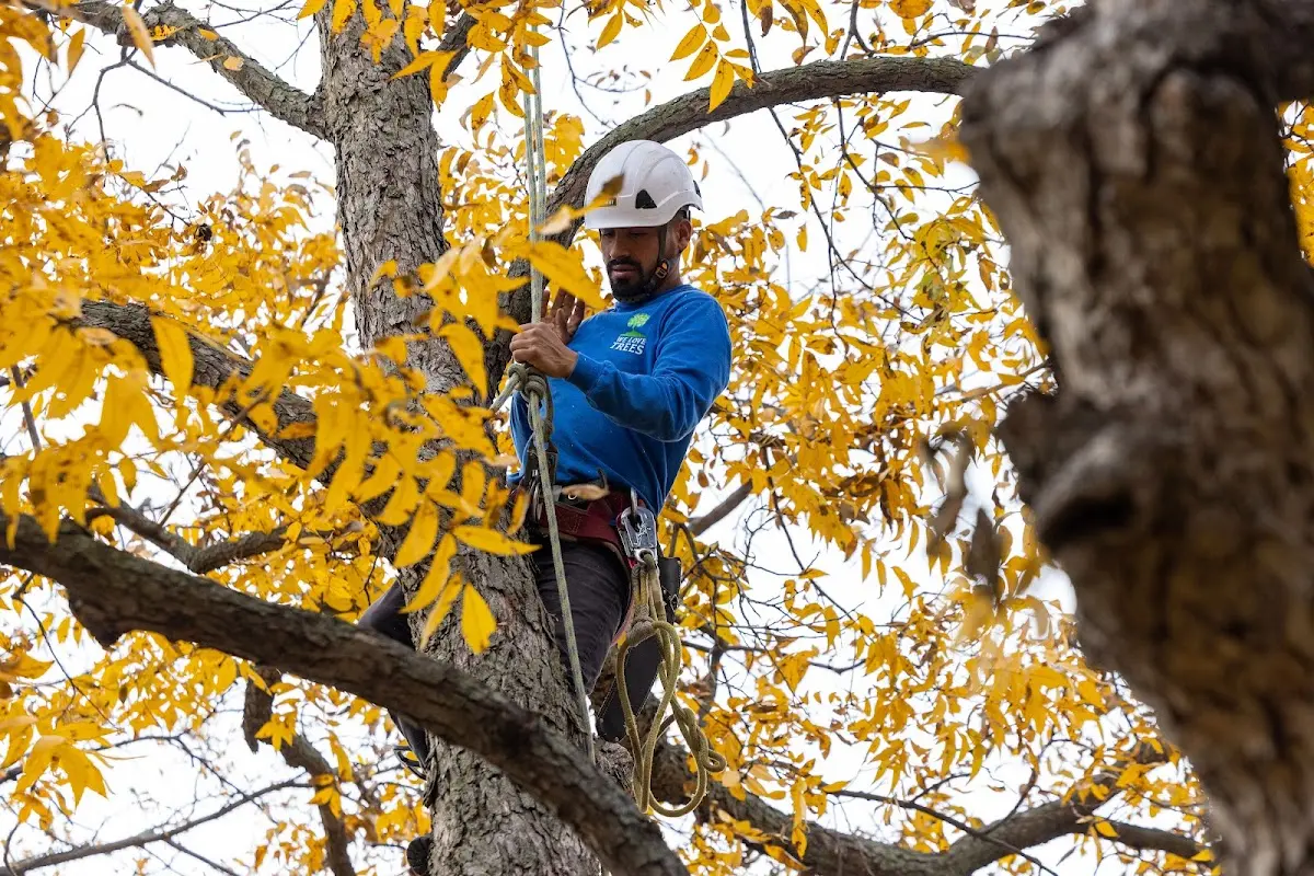 Skilled Tree Trimming crew working in Blue Ridge